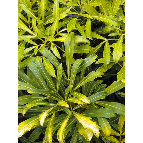 Pseudopanax 'Goldfinger' Pot de 3L/4L (1/2)