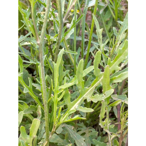 Fausse roquette, Roquette blanche 'Sylvetta' le sachet de 10000 graines (3g) (1/2)