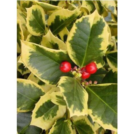 Houx 'Golden King' Pot de 2L/3L (1/3)