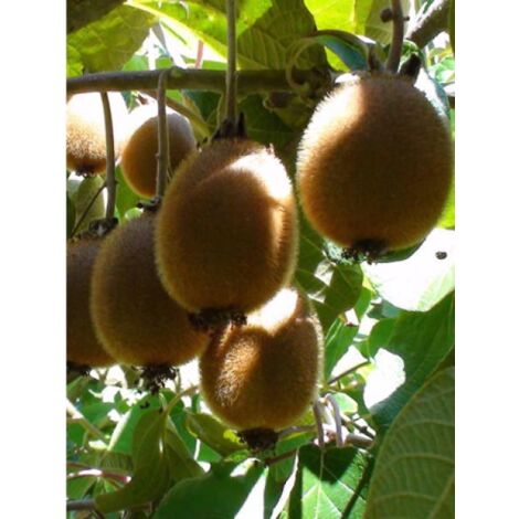 Kiwi 'Monty' Pot de 2L/3L