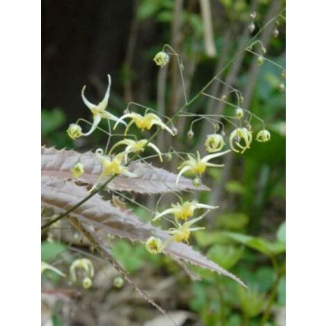 Fleur des elfes 'Sphinx Twinkler' Godet de 8/9 cm (1/2)