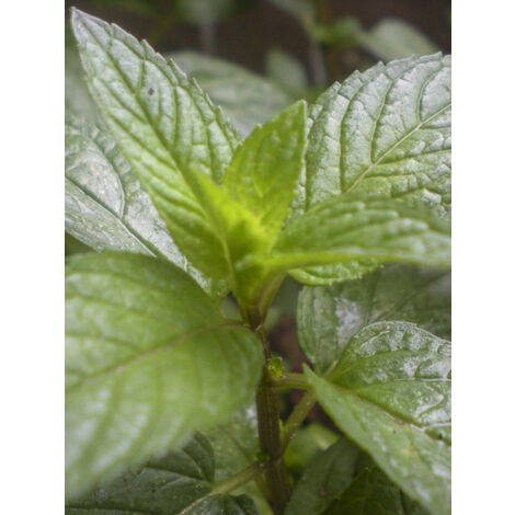 Menthe 'Romana Rossa' Godet de 8/9 cm (1/2)