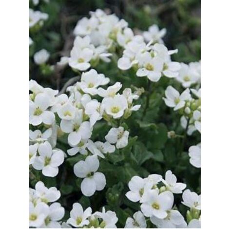 Arabette du Caucase 'Bakkely' Godet de 8/9 cm (1/2)