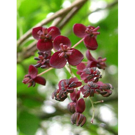 Akébie pentaphylla, vigne chocolat Pot de 1,5L/2L (1/2)