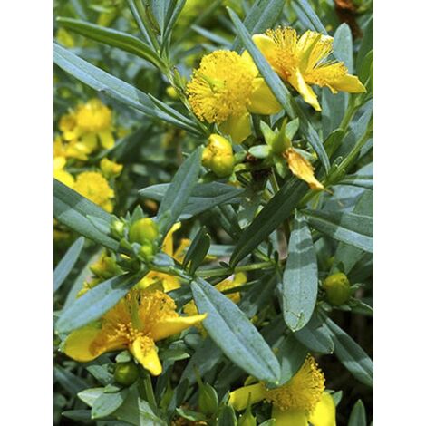Millepertuis de Kalmian 'Cobalt-n-Gold' Pot de 7,5L/10L (1/5)