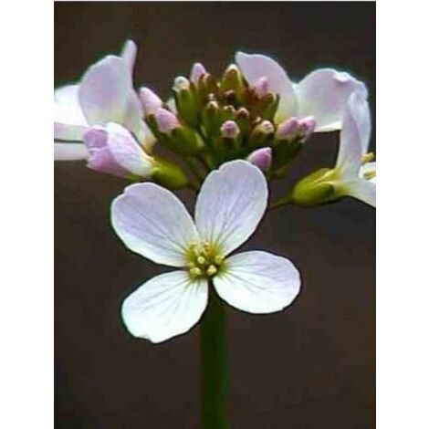 Cardamines des prés, Cresson des prés, Cressonnette Godet de 8/9 cm (1/5)