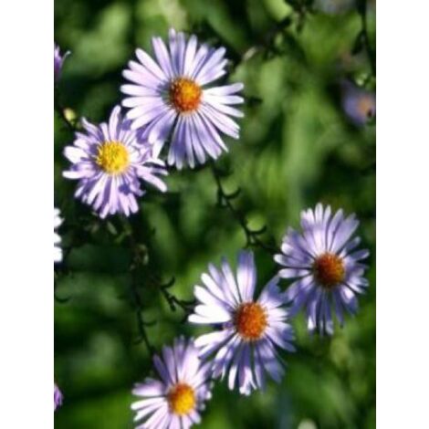 Aster laevis 'Calliope' Godet de 8/9 cm (1/3)