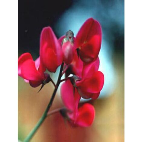 Pois vivace 'Red Pearl' Godet de 8/9 cm (1/3)