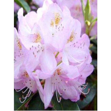 Rhododendron 'Gomer Waterer' Pot de 12 cm / 13 cm (1/2)