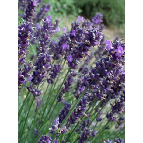 Lavande naine 'Dwarf Blue' Godet de 8/9 cm (1/3)