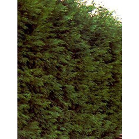 Cyprès de Leyland Pot de 4L/5L (1/5)