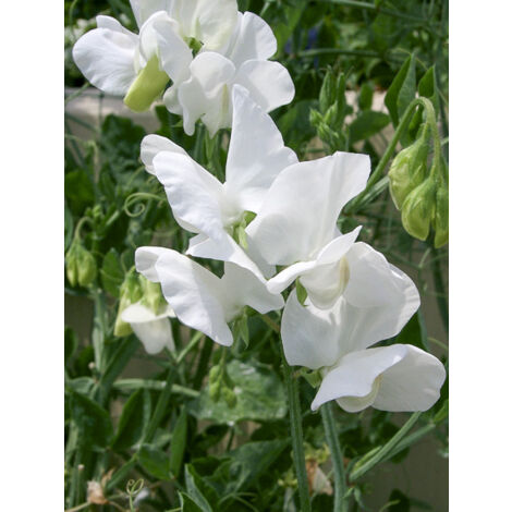Pois vivace 'White Ensign' le sachet de 30 graines (3g) (1/2)