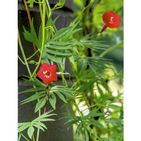 Ipomée 'Cardinal Climber' le sachet de 60 graines (2g) (1/2)