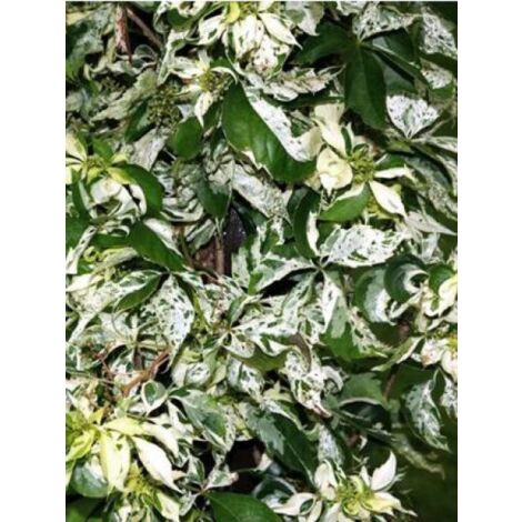 Vigne vierge japonaise 'Star Shower' Pot de 1,5L/2L