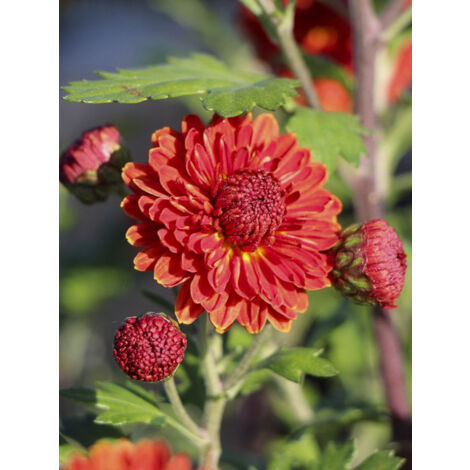 Chrysanthème des jardins 'Rehauge' Pot de 2L/3L (1/2)