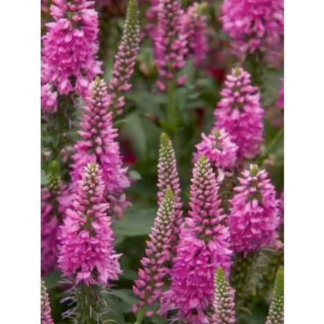 Véronique en épis 'Bubblegum Candles' Godet de 8/9 cm (1/2)
