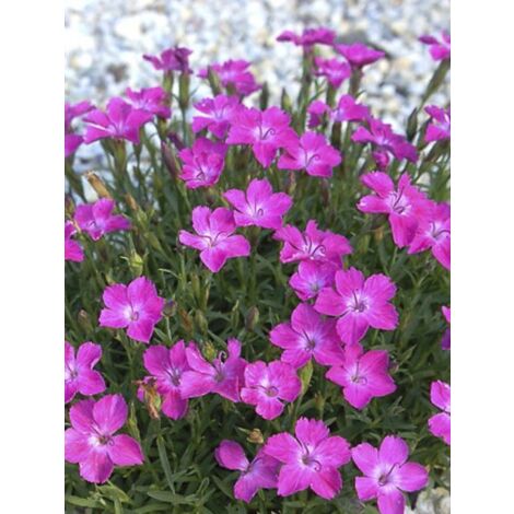 Œillet bleuâtre 'Kahori ' Pot de 2L/3L (1/3)