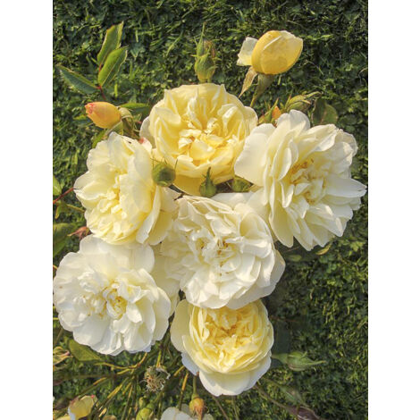 Rosier arbuste moschata 'La Feuillerie' Pot de 4L/5L (1/2)