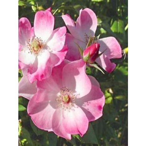Rosier arbuste 'Rush' Pot de 4L/5L (1/4)