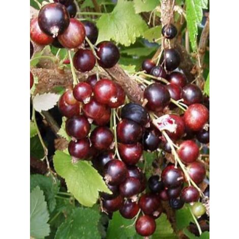 Groseiller 'Jostaberry' Pot de 4L/5L, Demi-Tige, Demi-tige (1/2)