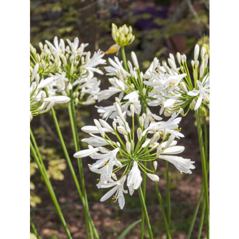 Agapanthe 'Vallée de la Sarthe' Pot de 2L/3L (1/2)