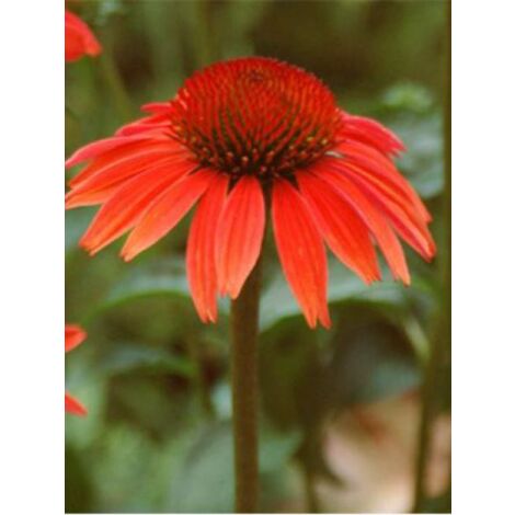 Rudbeckia pourpre 'Sundown' Godet de 8/9 cm