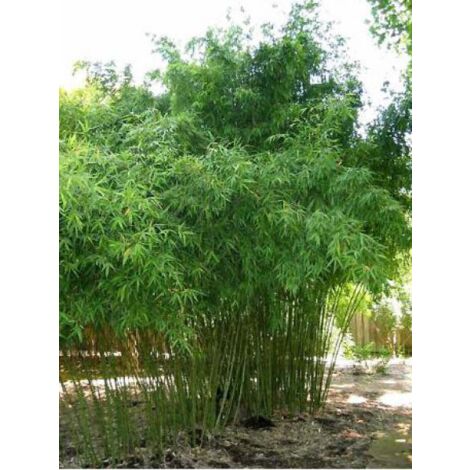 Phyllostachys aurea Pot de 4L/5L