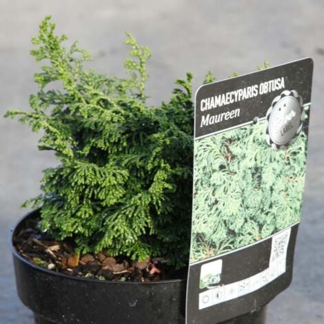 Cyprès hinoki du Japon - Chamaecyparis obtusa Maureen Pot de 2L/3L (1/3)