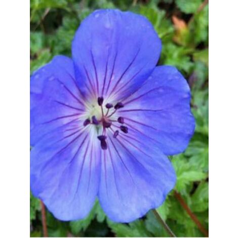 Géranium vivace 'Azure Rush' Godet de 8/9 cm (1/3)