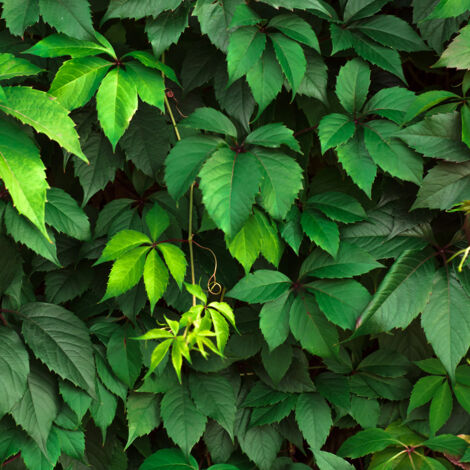 Vigne vierge vraie, Vigne viteacea Pot de 4L/5L