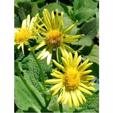 Doronic du Caucase 'Magnificum' Godet de 8/9 cm (1/2)