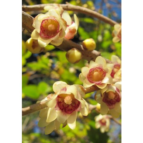 Chimonanthe précoce Pot de 7,5L/10L