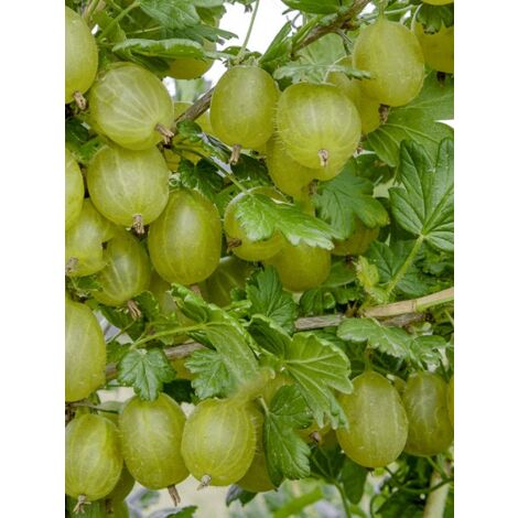 Groseillier 'Hinnonmaki vert' Pot de 1,5L/2L, Buisson (1/3)