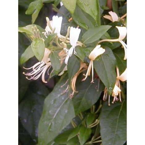 Chèvrefeuille similis delavayi Pot de 2L/3L (1/2)