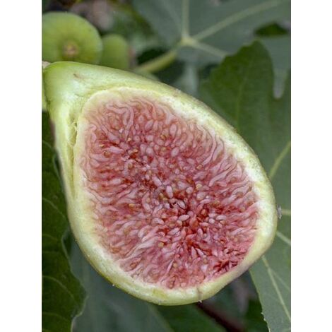 Figuier 'Dalmatie' Pot de 4L/5L, Buisson