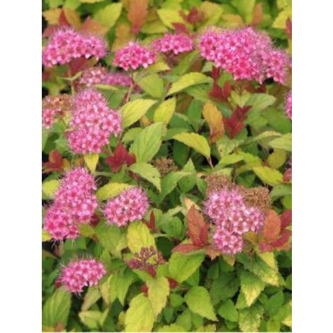 Spirée japonaise 'Magic Carpet' Pot de 2L/3L (1/4)