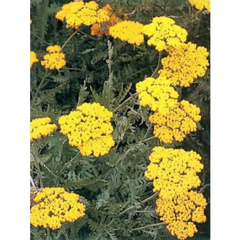 Achillée 'Coronation Gold' Godet de 8/9 cm (1/3)