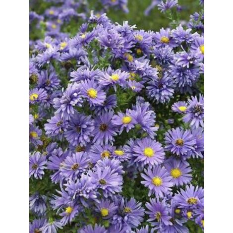 Aster grand d'automne 'Eventide' Godet de 7/8 cm