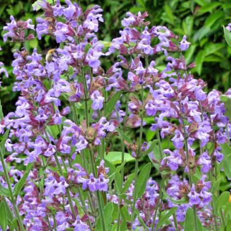Sauge officinale – Salvia officinalis – Godet 8/9 cm – Hauteur 50 cm – Exposition soleil – Feuillage persistant