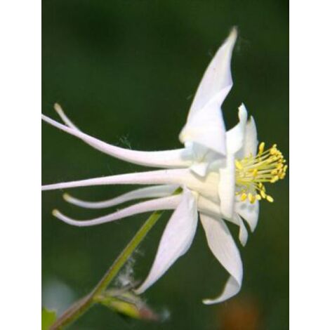Ancolie 'Kristal' Godet de 8/9 cm (1/3)