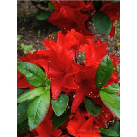 Azalée caduque knaphill 'Nabucco' Pot de 4L/5L