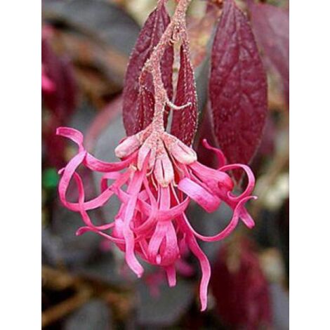 Loropetalum chinense 'Fire Dance' Pot de 7,5L/10L (1/4)