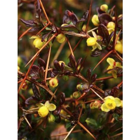 Épine-vinette 'Red Jewel' Pot de 3L/4L (1/4)