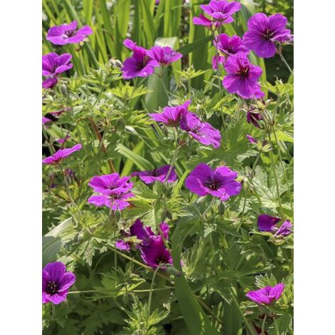 Géranium vivace psilostemon 'JS Ma Tu Vu' Godet de 8/9 cm (1/4)