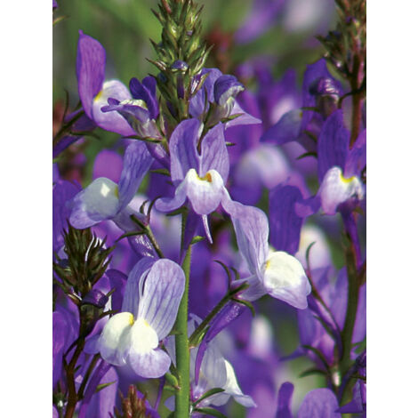 Linaire du Maroc 'Licilia Azure' le sachet de 1000 graines (0,1g) (1/2)