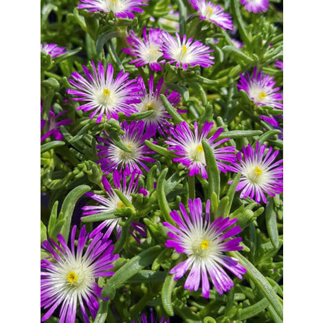 Pourpier 'Wheels of Wonder Violet' Godet de 8/9 cm