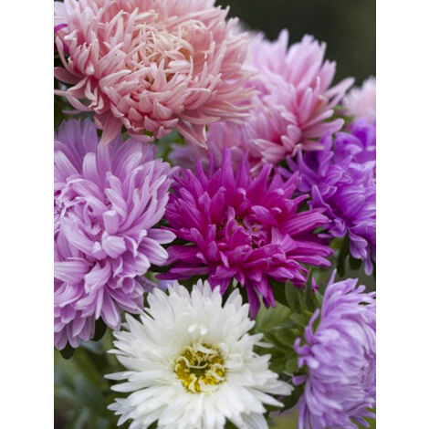 Aster de Chine 'Duchesse' Sachet de 2.5g (1/2)