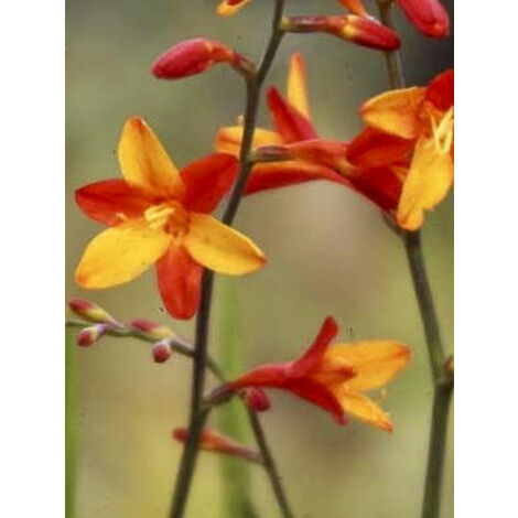 Montbrétia 'Fire King' Pot de 3L/4L calibre 6+ (1/2)