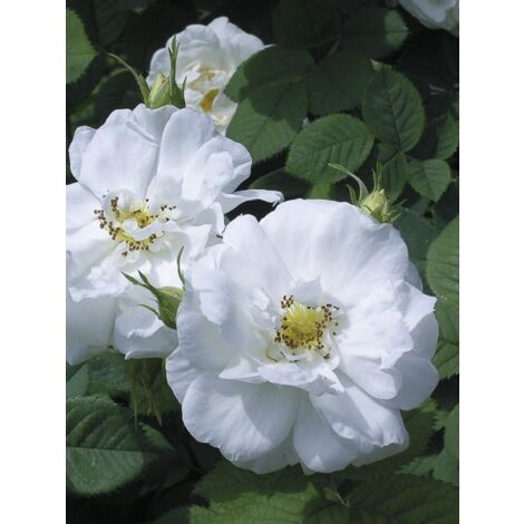 Rosier ancien alba 'Suaveolens' Pot de 4L/5L (1/4)