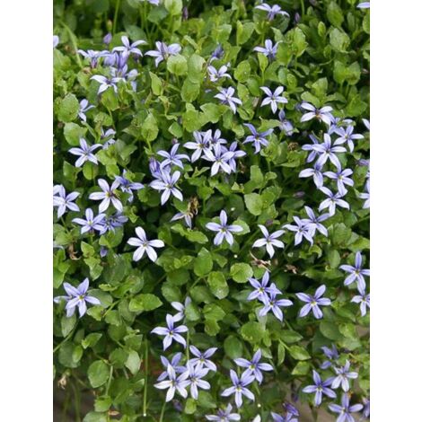 Pratia tapissante 'County Park' Godet de 8/9 cm (1/3)